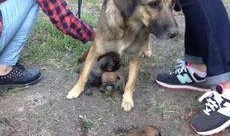 狗崽直播爆料是真的吗视频,视频内容究竟是否属实？