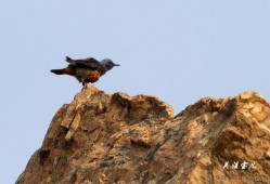 峰鸟在线观看,揭秘科技巨头背后的创新力量