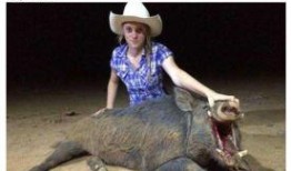 猎猪在线观看,揭秘网络猎奇背后的惊悚故事