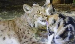 大哥爆料山猫视频,山猫神秘视频背后的惊人真相