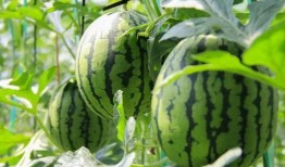 免费吃瓜地址,畅享美食盛宴！