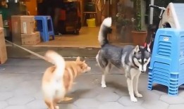 训犬师爆料糯米视频下载,糯米视频下载背后的惊人内幕