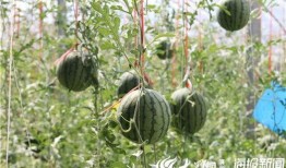 免费吃瓜地址,畅享美食盛宴！