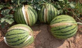 青海网红吃瓜事件真相,揭秘背后真相与反思