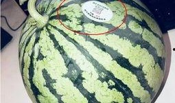 临海网红吃瓜,揭秘背后真相与网络舆论风暴