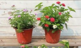 吉利高管爆料视频最新,揭秘新能源汽车产业未来趋势与挑战