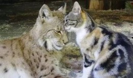 大哥爆料山猫视频,山猫神秘视频背后的惊人真相